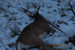 Adbrok_buck-2023-Peregrine-longbow