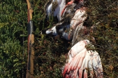 Bryan-Couch-ptarmigan