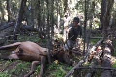 Dan-Jennings-elk-2020