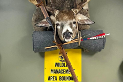 Darren-Shipp-Taxidermy-Mount  with a buck on a pack frame and Cari-bow longbow