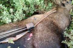 Robin-Perry-2020-moose-hunt