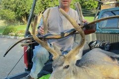 Tim Philcox mule deer