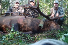 bull elk hunt 2011